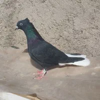 کبوتر دم سفید معاوضه با هفرنگ یا سهره|پرنده|قزوین, |دیوار