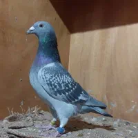 سلام ۱۰عددپرنده عراق درجه یک جهت فروش