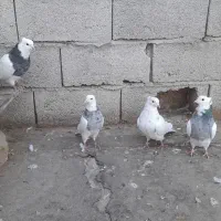 کبوتر فروشی