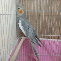 یک جفت عروس هلندی|پرنده|تهران, جوادیه تهرانپارس|دیوار