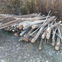 چوب|خدمات باغبانی و درختکاری|الشتر, |دیوار