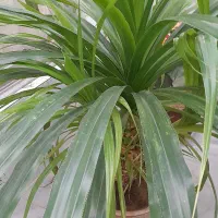 پاندانوس آپارتمانی سبز و سالم - برای دکور منزل