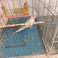 جوجه عروس هلندی. قناری|پرنده|شیراز, سعدیه شمالی|دیوار