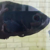 ۴ تا ماهی اسکار و یک پنگوسی۳میلیون تومان