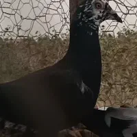 کبوتر