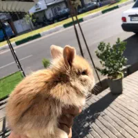 خرگوش لوپ|موش و خرگوش|گنبد کاووس, |دیوار