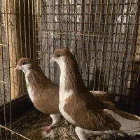 کبوتر