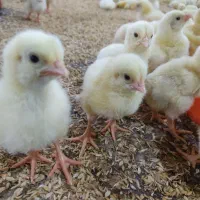 یک نفر کورد زبان جوان برای مرغداری عراق