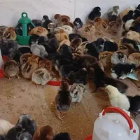 جوجه|حیوانات مزرعه|اهواز, حصیرآباد|دیوار