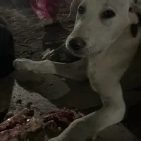 توله میکس مناسب نگهبانی