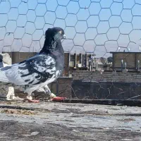 کله سیاه کاکلی