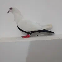 کبوتر دمسیاه ماده