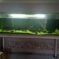 معاوضه اکواریوم با قناری