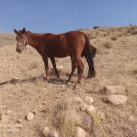 اسب پالونی|اسب و تجهیزات اسبسواری|بن, |دیوار