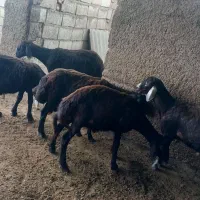 بره نر دانه ای 35میلیون