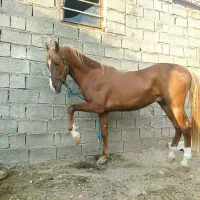 فروش تعدادی اسب و مادیان