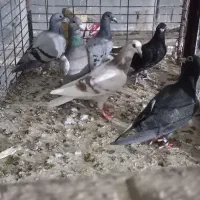 6عدد جوجه المانی