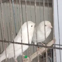 یک جفت قناری وایت فکتور