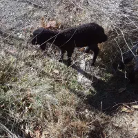 یک عدد بره نر|حیوانات مزرعه|اردبیل, |دیوار