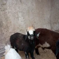 سن جون سه بیگ  10 قیمت  سن جون سه بیگ