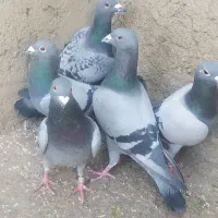 کفترپلاکی|حیوانات|خرم‌آباد, |دیوار