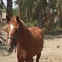 اسب مادیان|اسب و تجهیزات اسبسواری|قلعه گنج, |دیوار