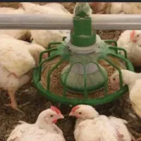 جوجه گوشتی