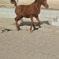 کره نریان یکسر مصری|اسب و تجهیزات اسب‌سواری|الوند, |دیوار