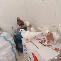 کبوتر رنگی شهرعبدالخان الوان