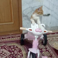 بچه گربه خوشگل