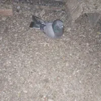 اصفهانی شگار|پرنده|اصفهان, شهرک کاوه|دیوار