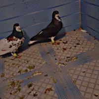 کبوتر اصفهانی