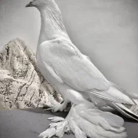 کفتر لوتو ایخلی