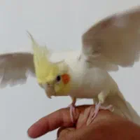 عروس هلندی لوتینو