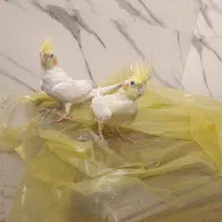 عروس هلندی ماده