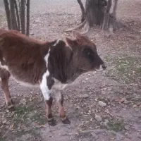 گوساله ‌ماده‌یک‌ساله