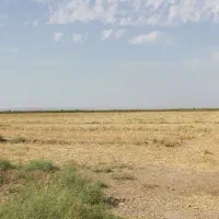 اجاره زمین کشاورزی 2 محصوله