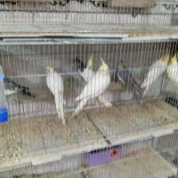 خریدوفروش عروس هلندی لوتینو طوسی البینو وایت