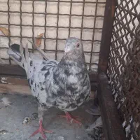 کفتر|پرنده|شیراز, کوی زهرا|دیوار