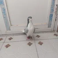 بدرنگ یا شهری سبز