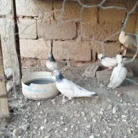 اهواز|پرنده|اهواز, عین ۲|دیوار