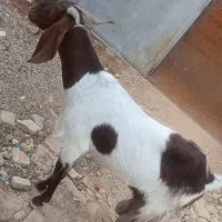 بز ماده