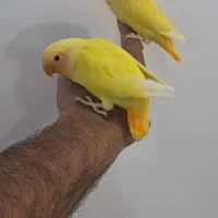 ۲عددطوطی سرنارنجی تازه دونه خور
