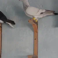 عودی کرمونی کاکلی