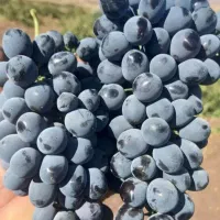 آبگیری گوجه و انگور