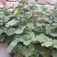 گل شمعدانی وقاشقی شاخه ای ۳۰ هزار دارم