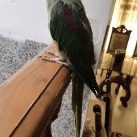 شاه طوطی|پرنده|صدرا-فارس, فاز ۱|دیوار