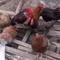 مرغ و خروس محلی