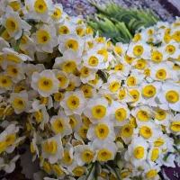 گل نرگس پرپر و شهلا