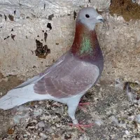 قوره ای لایه چشم سیاه